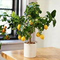 Sets 2 Meyer Lemon Tree Live Plant Potted, 1-2" Starter Yellow Lemon Lime Tree, Fragrant Indoor Outdoor Spring Planting