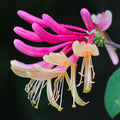 Fragrant Pink Yellow Climbing Honeysuckle Plant Live Vine, Lonicera Perennial Honeysuckle Plants 5 to 9 Inches Tall