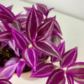 02 Wandering Jew Plants Live Houseplants, Starter Plants in 2in Pot, Tradescantia Live Plant, Very Fast-Growing, Mix Pink and Purple