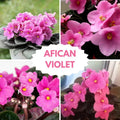 African Violets Plant Live in 4'' Pot, Fast-bloming Indoor Outdoot Flowering Plant with Vibrant Blooms (Blue African Violet)