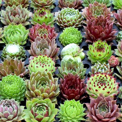 3 Hens and Chicks Succulent Plants Live Outdoor Indoor 2 Inch Pot, Hens & Chicks Plant Live Houseplant, 3 Different Plants