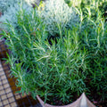 06 Rosemary Plants Live for Indoors, Fragrant Herbs Live Plant Indoor Outdoor Spring Planting, 4-8" in Tall, No Pot, (Fast-Growing Rosemary)
