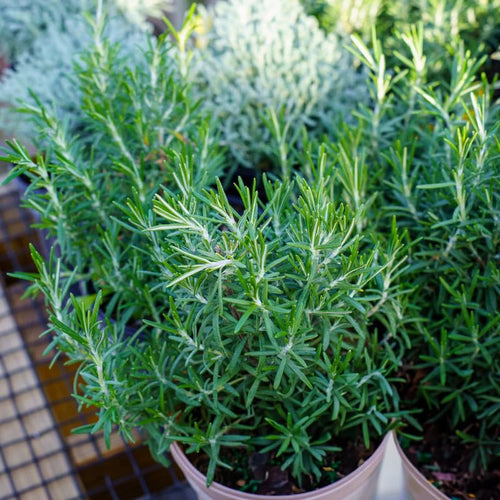 06 Rosemary Plants Live for Indoors, Fragrant Herbs Live Plant Indoor Outdoor Spring Planting, 4-8" in Tall, No Pot, (Fast-Growing Rosemary)