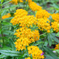 Set 3 Milkweed Plants Live, Yellow Milkweed Flower Live Plant for Outdoor Indoor Gardening, Well Rooted, 4''