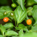 Chiltepin Pepper Plants Live for Planting, Chiltepin Pepper Live Plant, Red Chili Plant from 4 to 7 Inches Tall, 4 Inch Pot for Planting