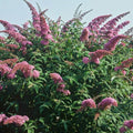 Pink Butterfly Bush Live Shrub Plant Shrub, Buddleia Bush Well Rooted, 5 to 10 Inc Tall