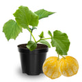 4 Lemon Cucumber Plants Live, 3 to 5 Inches Tall, Cucumber Live Plants for Planting, 4 Inch Pot