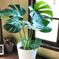 Monstera Live Plant, Swiss Cheese Plant Live for Indoor Outdoor Use, Garden and Landscaping 5-7 Inc Tall, 4 Inch Pot