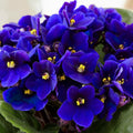 African Violet Live Plant in 4 Inch Pot, Flowering Houseplant, Easy Care Indoor Plant with Vibrant Blooms (Blue African Violet)
