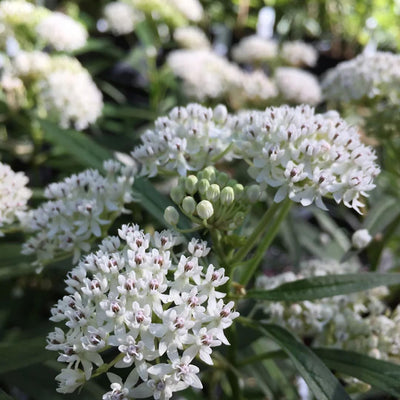 Set 3 Milkweed Plants Live, White Milkweed Flower Live Plant for Outdoor Indoor Gardening, Well Rooted, 4''