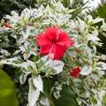 Hardy Hibiscus Plants Live Well-Rooted, Snow Flowers Hibiscus Tree Live Plant for Outdoor Full Sun Spring Planting, 5-9" in Tall, Perennial Growing