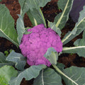 Cauliflower Plant in 4" Pot, Vegetable Cauliflower Live Plant Potted for Planting (Purple Cauliflower)
