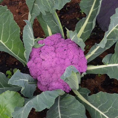 Cauliflower Plant in 4" Pot, Vegetable Cauliflower Live Plant Potted for Planting (Purple Cauliflower)