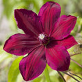 Red Clematis Live Plant in 2.5" Pot, Flowering Climbing Clematis Vine Starter for Outdoor Garden and Trellis, Well Rooted