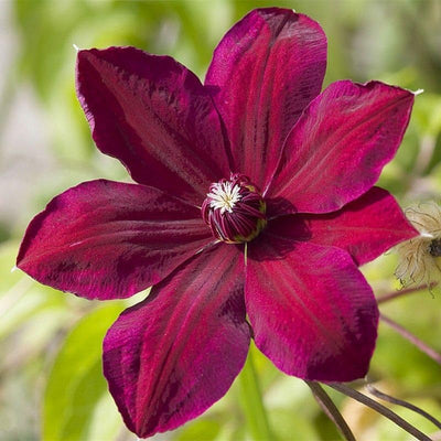 Red Clematis Live Plant in 2.5" Pot, Flowering Climbing Clematis Vine Starter for Outdoor Garden and Trellis, Well Rooted