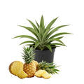 Gold Pineapple Plant Live, Cold Hardy Pinapple Fruit Tree 4-6 Inc, Tropical Plant for Garden