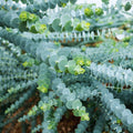 Blue Eucalyptus Plant Live, Live Eucalyptus Plant Indoor, 2.5 Inc Pot
