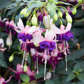 Pack 2 Fuchsia Plants Live, Vibrant Fuchsias Hanging Flowering Plant 3-5 Inches, Gardens, Patios, and Indoor Growing (Purple White Flowers)