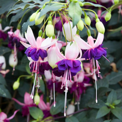 Pack 2 Fuchsia Plants Live, Vibrant Fuchsias Hanging Flowering Plant 3-5 Inches, Gardens, Patios, and Indoor Growing (Purple White Flowers)