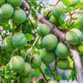 Plum Live Plant, Home Orchard Tree, 2-3 Ft Tall
