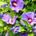 Blue Pink Hibiscus Plants Live 5-9" in Tall, Hardy Hibiscus Tree Live Plant Year-Round Blooming, No Pot, Outdoor Perennial Planting
