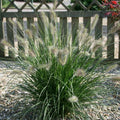 Hameln Dwarf Fountain Grass Plant Live in 4 Inch Pot, Dwarf Grass Live Plant for Growing, Ornamental Grass Plant
