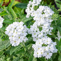 Pack 3 White Verbena Plants Live Perennial Ground Cover, No Pot, 5-9" in Tall, Can Grow As Trailing Bushes, Spring Flowers