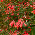 Fragrant Mandarin Honeysuckle Plant Live Vine, Climbing Lonicera Perennial Honeysuckle Plants, 5-10 Inc Tall, No Pot