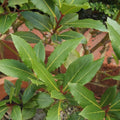 Bay Leaf Plant Live, Bay Laurel Culinary Herb, 5–8 Inches Tall, Well Rooted Starter Plant, No Pot, Ready for Indoor or Outdoor Growing