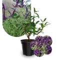 Potted Butterfly Bush Live Plant, 5-9" in Tall, Cold Hardy, Spring Outdoor PlantingBlooms Summer to Fall, Dormant in Winter (Deep Purple Buddleia Plant)