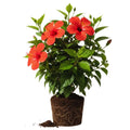 3 Red Hibiscus Plants Live, Hardy Hibiscus Flowers Plants, 4 to 7 Inc Tall Seedling, Well Rooted