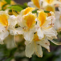 Azalea Rhododendron Plant Live, 7 Months Old, Azalea Rhododendron Tree Flowers Plants Live Bush in Pot (White Yellow)