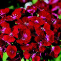Pack 2 Red Dianthus Live Plant, Red Carnation Flower in Pot, Perennial Plant for Garden and Container Growing, 5-8" in Tall
