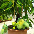 Sweet Mango Tree Live Plant, 7-11 Inch Tall, Mango Plant Live for Outdoor Planting, in Pot, Well-Rooted Tropical Fruit Tree