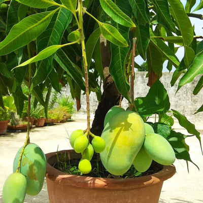 Sweet Mango Tree Live Plant, 7-11 Inch Tall, Mango Plant Live for Outdoor Planting, in Pot, Well-Rooted Tropical Fruit Tree