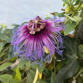 Purple Passion Flower Plant, Passion Flower Vine Perennial for Outdoor Garden, 4 Inc Pot