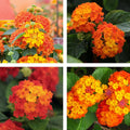 2 Bright Orange Lantana Plants Live Trees, Ready to Bloom, Hardy Long Blooming Seasons, Vibrant Colorful Perennial Fragrant, 5-10" in Tall, Full Sun Growing