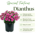Dianthus Plant Live, Dianthus Live Plant in Pot, 4-8 Inc Tall, Vibrant Blooms, Fragrant Hardy Perennial Flowers for Indoor Outdoor Growing (Pink Purple)