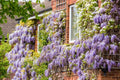 Purple Wisteria Vine Plant, Wisteria Tree Live, 2.5 Pot, 6 to 13 Inc Tall, Well Rooted, Ready to Plant