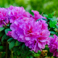 Purple Reblooming Azalea Rhododendron Plant Live in 4 Inch Pot, Azalea Rhododendron Bush Shrub, Bloom in Spring, Late Summer, Fall Rebloom