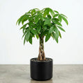 Money Tree, Potted Money Tree Live, 6-10 Inc Tall, Dense Green Foliage, Indoor Houseplant for Modern Home Decor, Easy Care Desk and Living Room Plant