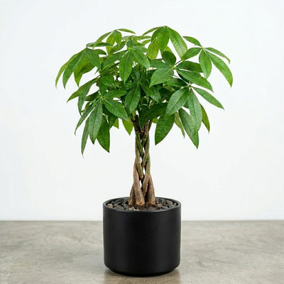 Money Tree, Potted Money Tree Live, 6-10 Inc Tall, Dense Green Foliage, Indoor Houseplant for Modern Home Decor, Easy Care Desk and Living Room Plant