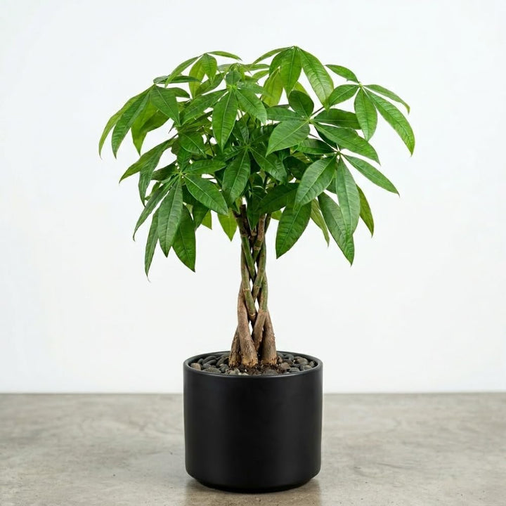 Money Tree, Potted Money Tree Live, 6-10 Inc Tall, Dense Green Foliage, Indoor Houseplant for Modern Home Decor, Easy Care Desk and Living Room Plant