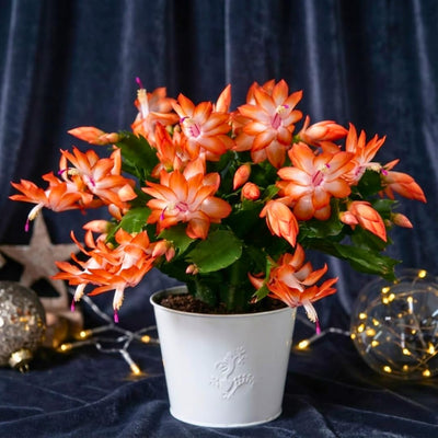 Thanksgiving Cactus Plants Live in 4" Pot, Holiday Christmas Cactus, Colorful Indoor Houseplant, Zygocactus Like, Ready to Bloom (Light Orange or Salmon)