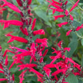 Red Pineapple Sage Live Plant, Red Salvia Plant Live Herb for Grow Indoors Outdoor in 3 Inch Pot