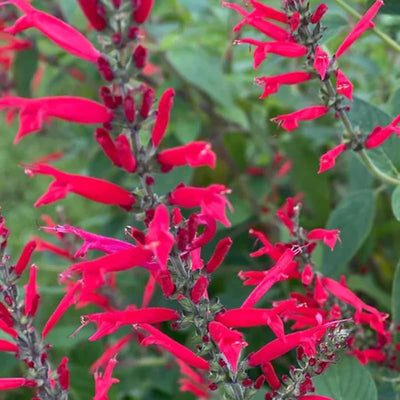 Red Pineapple Sage Live Plant, Red Salvia Plant Live Herb for Grow Indoors Outdoor in 3 Inch Pot