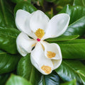 Sweetbay Magnolia Tree Live Plant, Magnolia Flower Plant, 6 to 12 Inches Tall, White Magnolia Plant Live