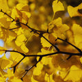 Ginkgo Live Plant, 3-6 Inch Tall