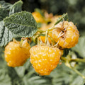 Raspberry Plant Live for Planting, Raspberry Bush Live Plant, Size 6 to 12 Inch Tall, Sweet Raspberries Fruit (Yellow Raspberry)