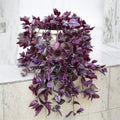 2 Purple Wandering Jew Plants Live Houseplants, Rooted Cuttings Tradescantia Live Plant for Décor, Fast-Growing and Easy to Grow, Starter Size